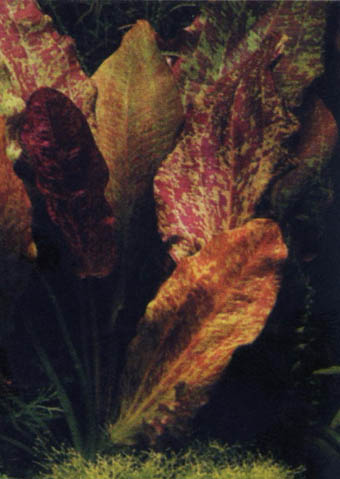Echinodorus Red Flame